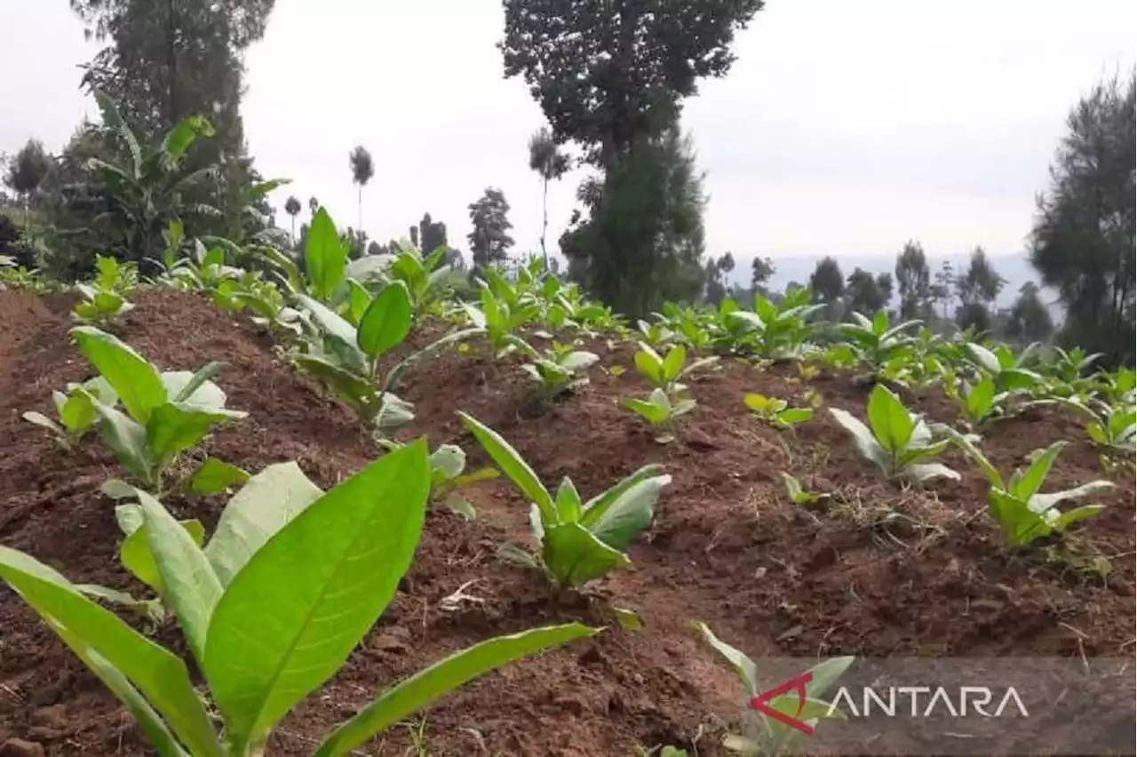 Bupati Temanggung Nilai RUU Kesehatan Rugikan Petani Tembakau