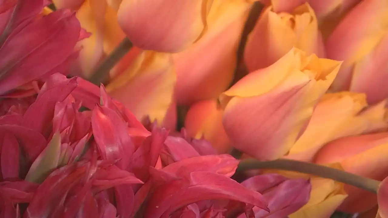 Around the Sound: 15th annual flower festival at Pike Place Market