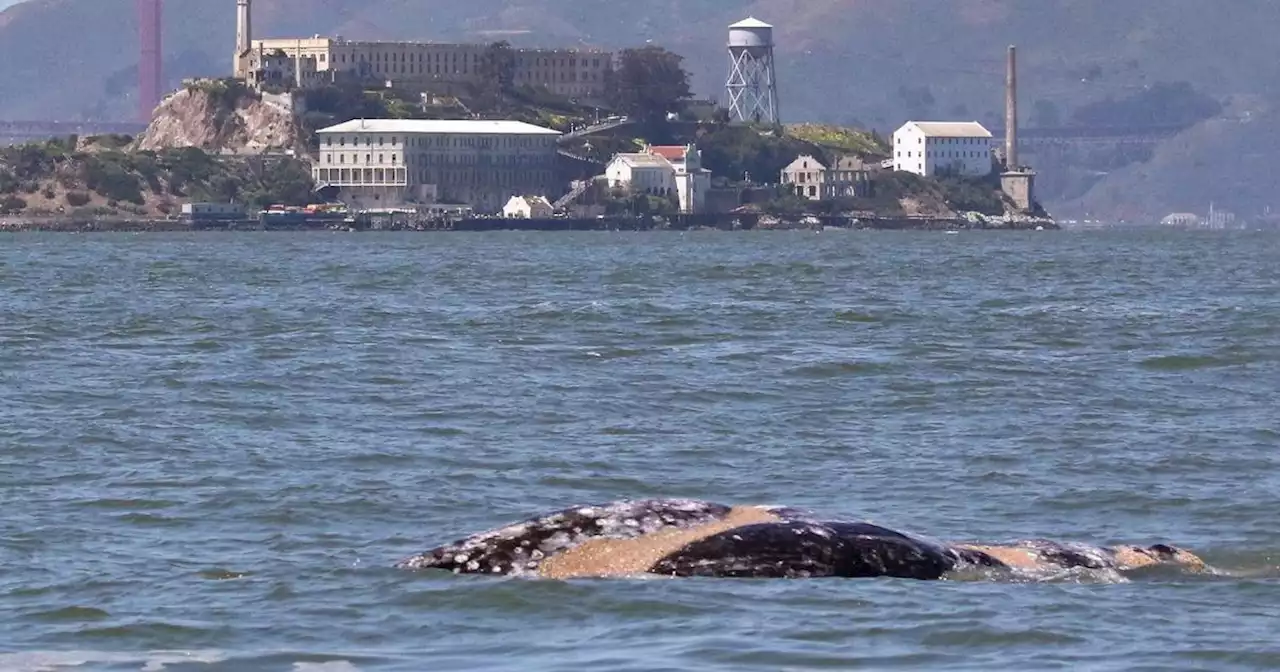 Gray whale dies after colliding with two vessels in Northern California waters