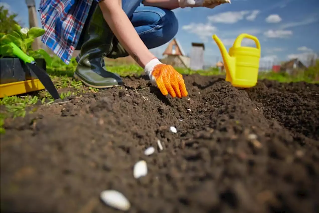 Have a green thumb? Your garden could win you money