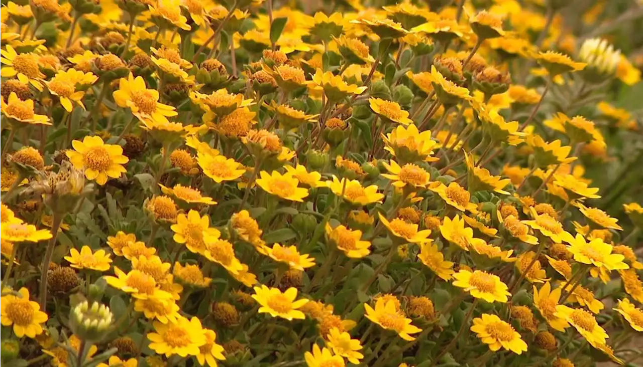 Visitors flock to Pacifica for vibrant wildflower superbloom