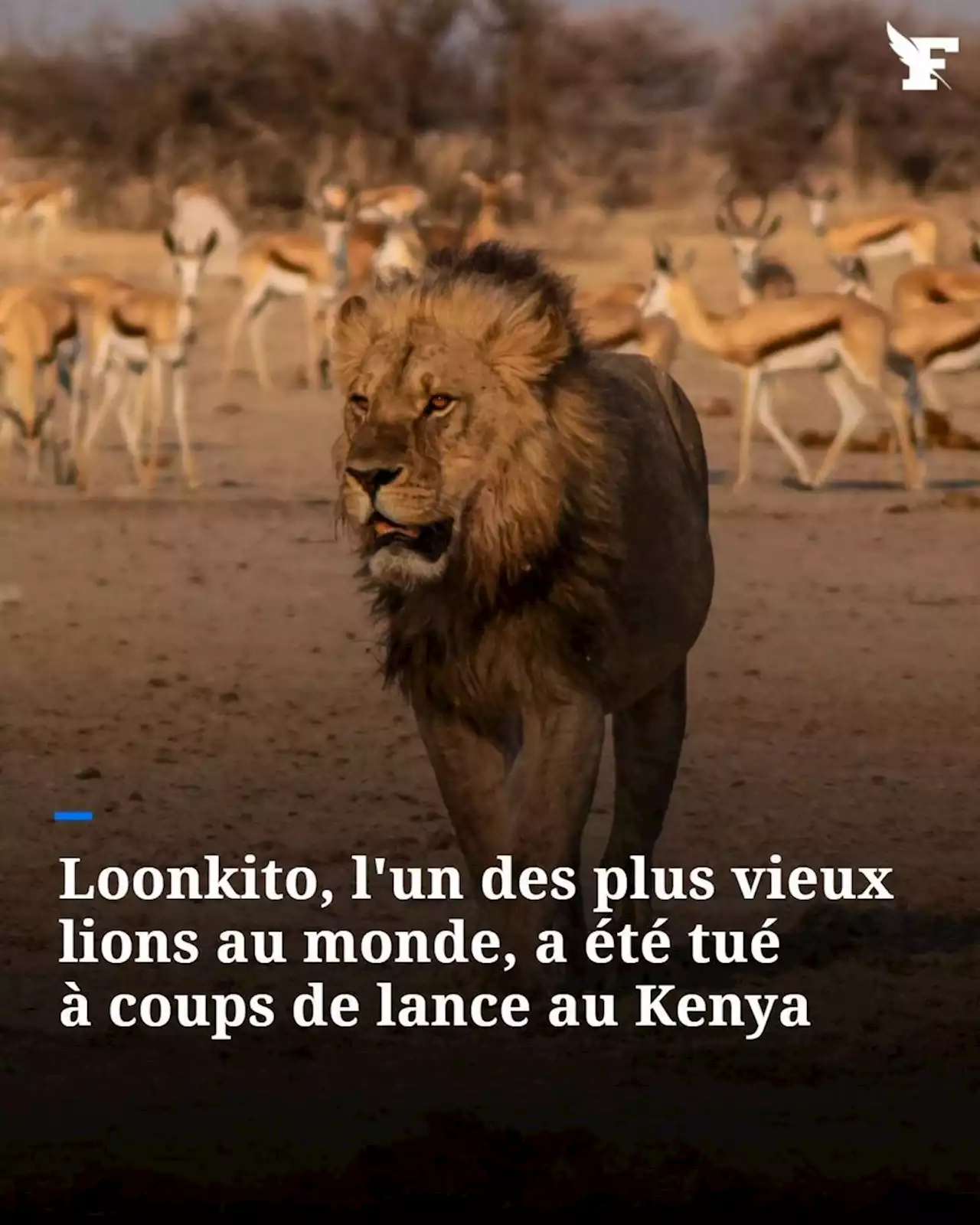 Kenya : l'un des plus vieux lions au monde tué par des bergers