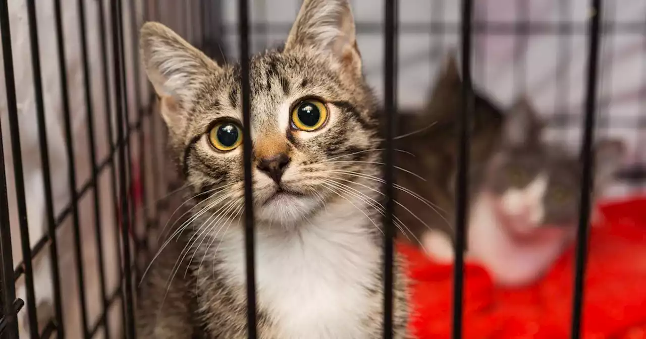 Eure : deux adolescents se filment en train de torturer des chatons