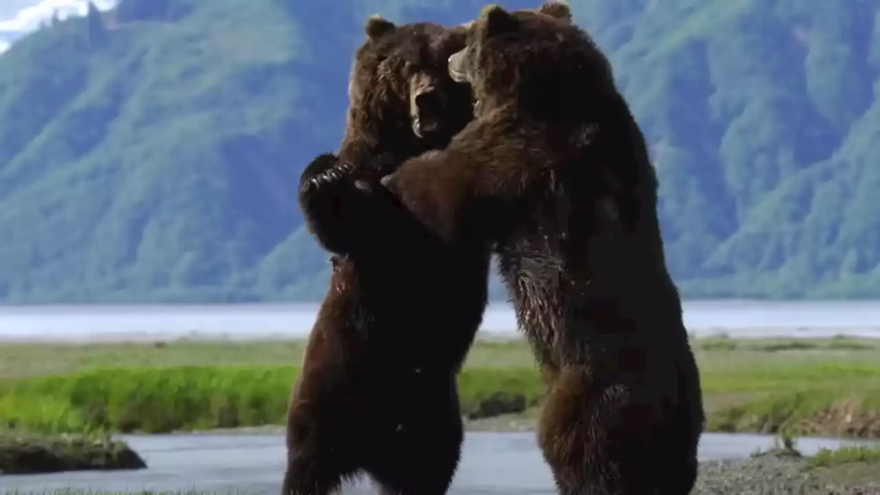 Watch as 2 male Alaskan grizzly bears fight in an epic battle