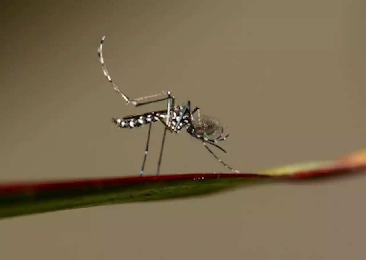 Singapore confirms three local cases of Zika virus infection