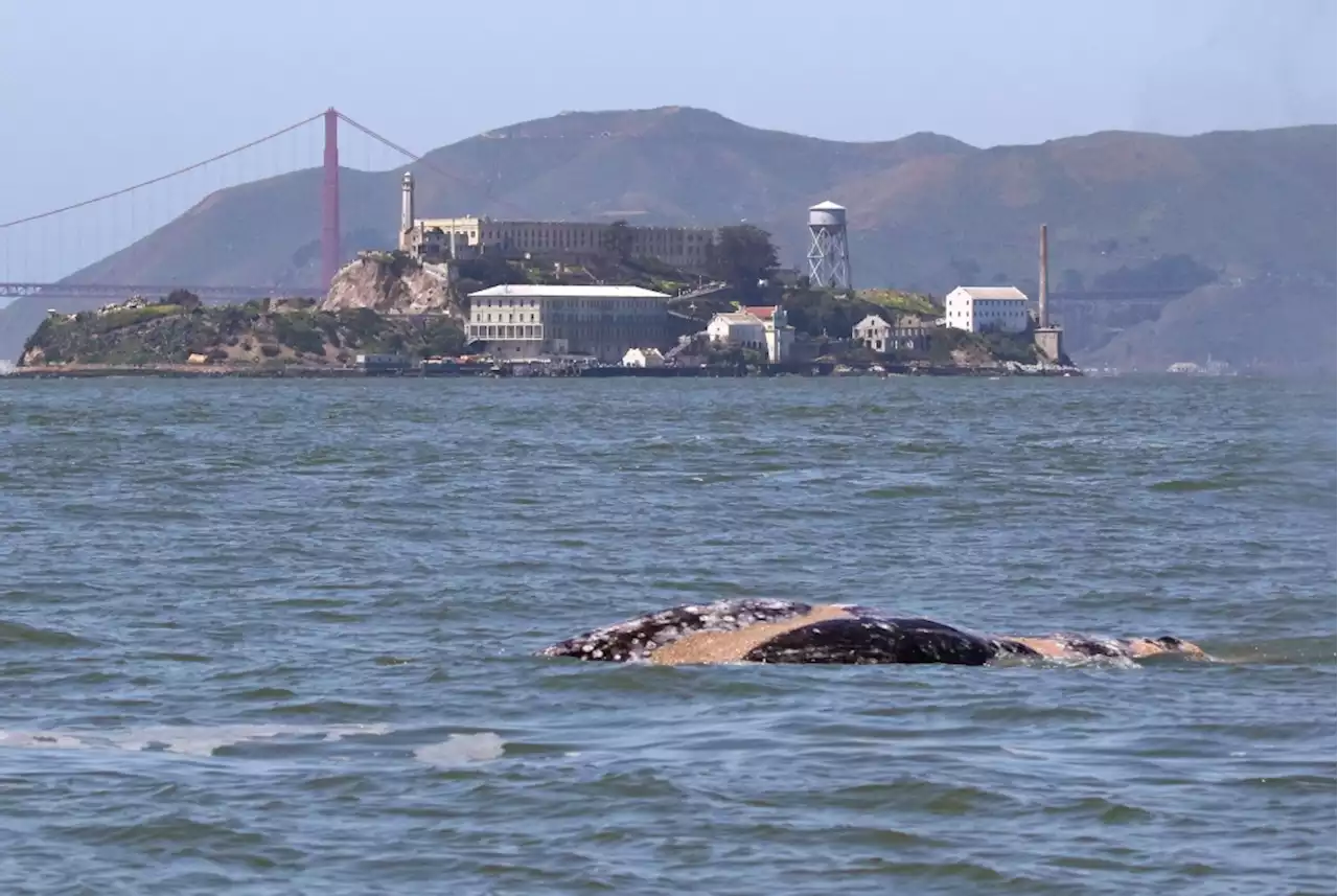 Vessel strike, malnutrition likely killed whale that spent 75 days in San Francisco Bay