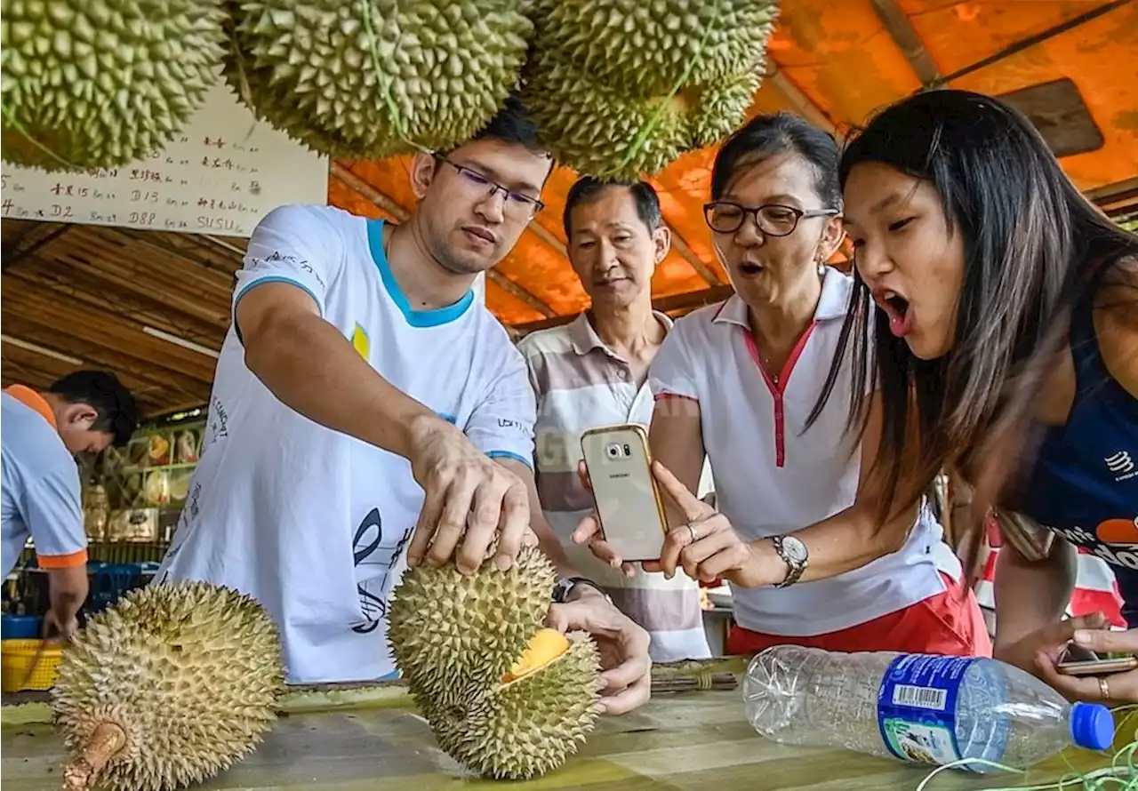 Durian Malaysia tak terjejas walau China tanam sendiri, kata Mardi | The Malaysian Insight