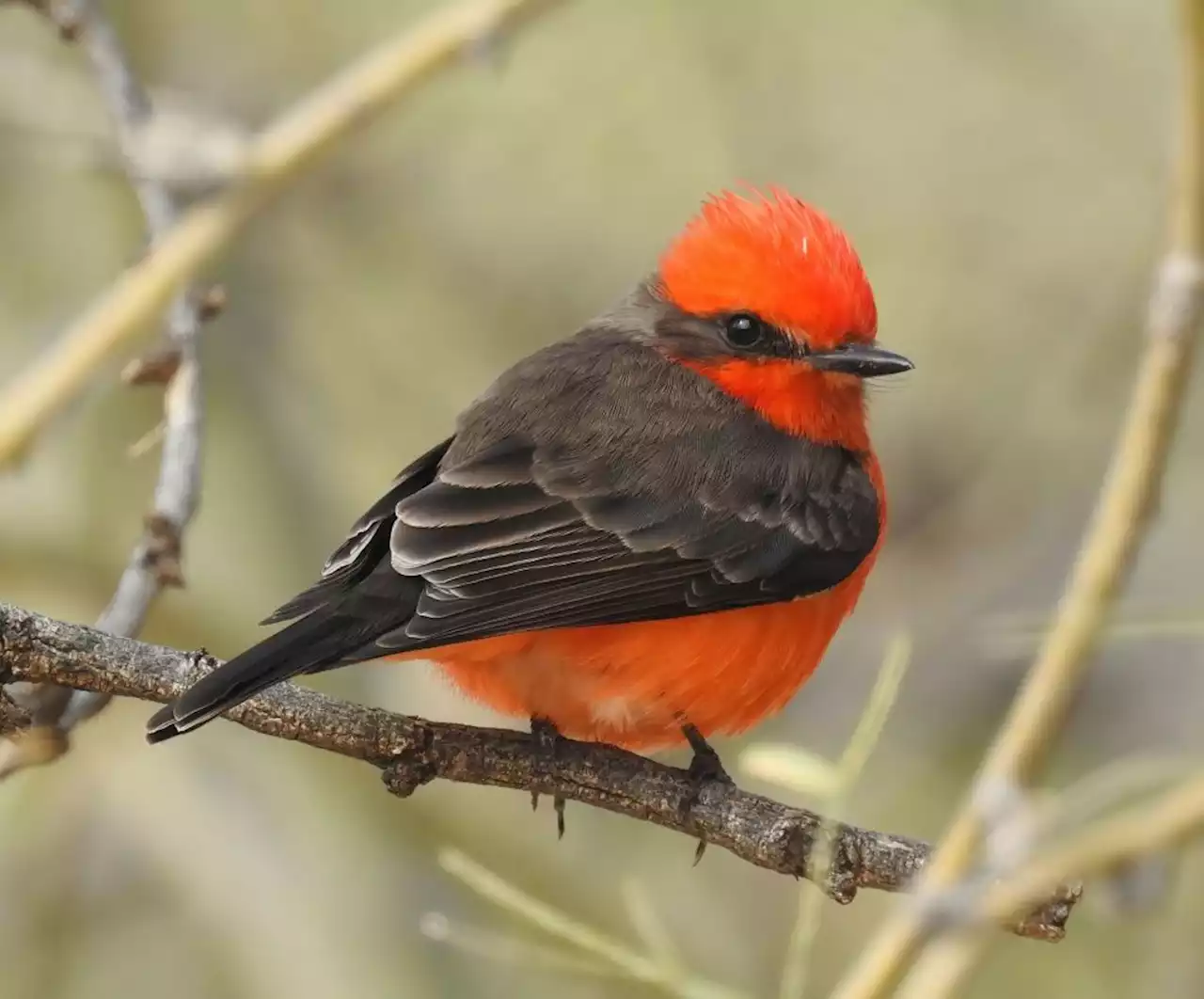 On Galapagos Islands, Darwin’s flycatcher makes tiny comeback | The Malaysian Insight