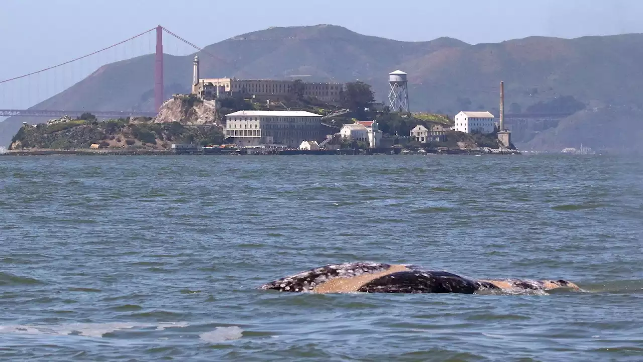 Vessel Strike, Malnutrition Likely Killed Whale That Spent 75 Days in SF Bay