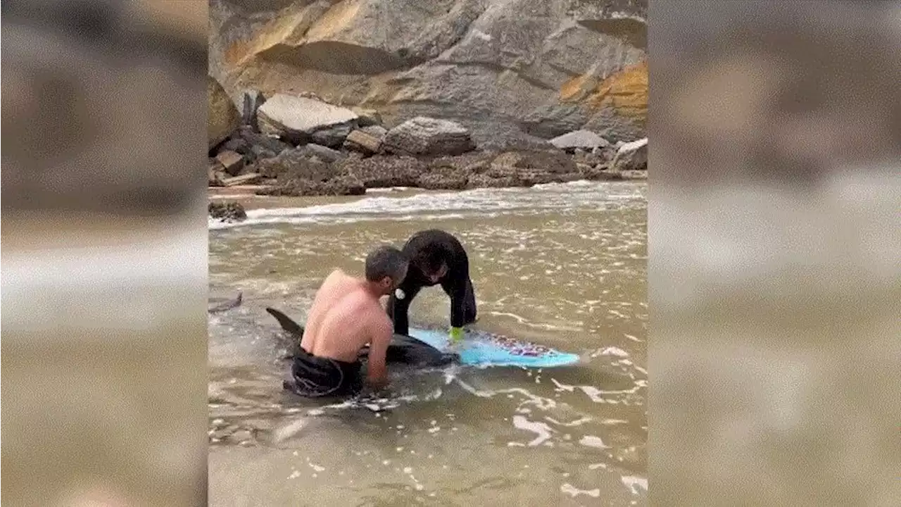 David y Pablo: así salvaron dos surfistas a un delfín varado en una playa de Santander