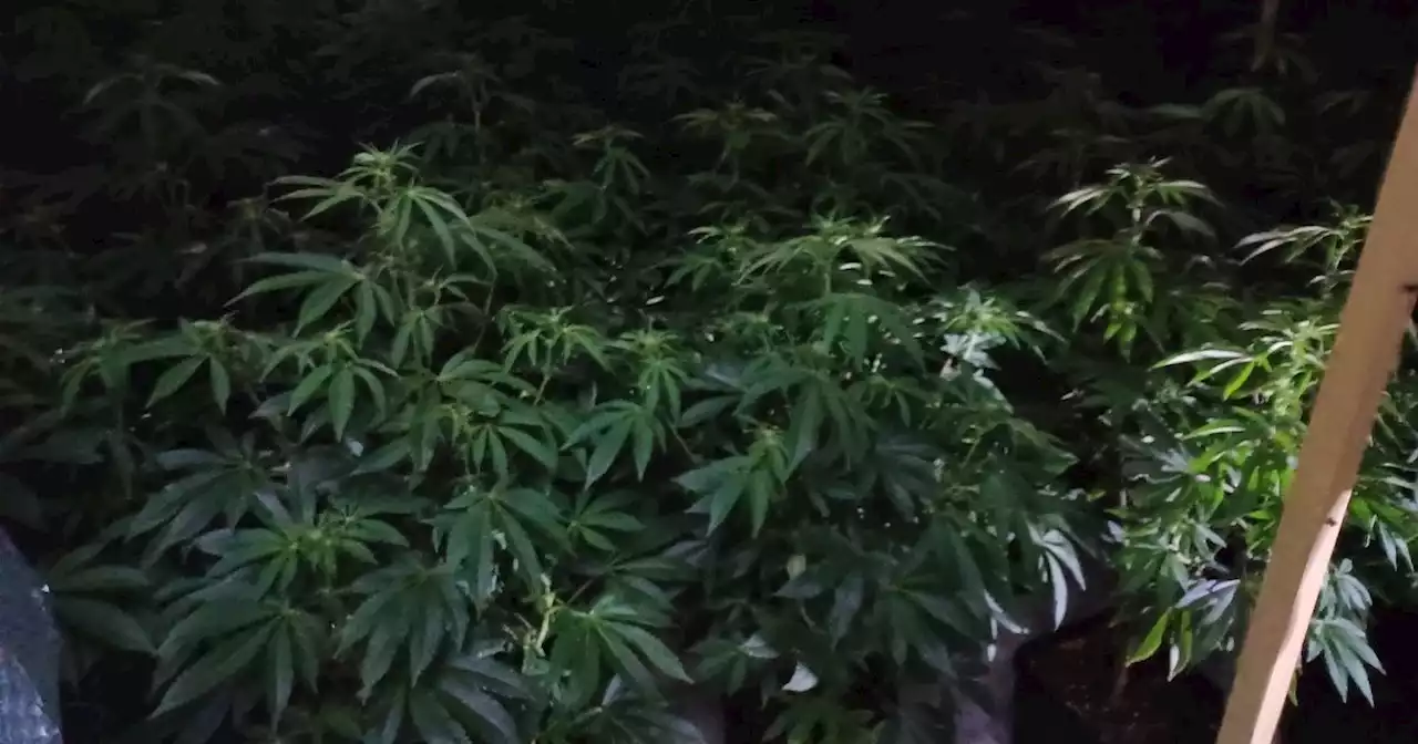 Police shut down cannabis farm with 100 plants