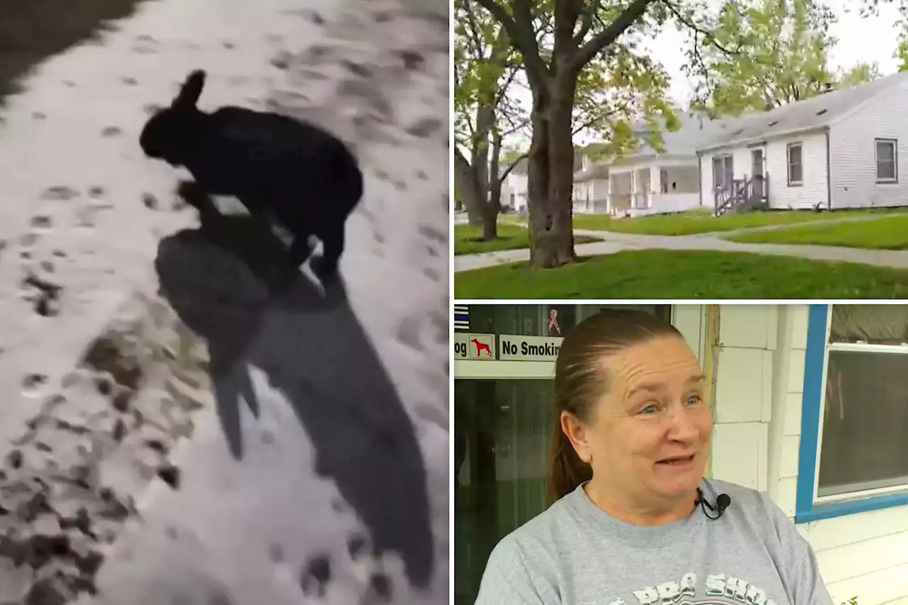 Dangerous rabbit ‘terrorizing’ residents of Iowa neighborhood