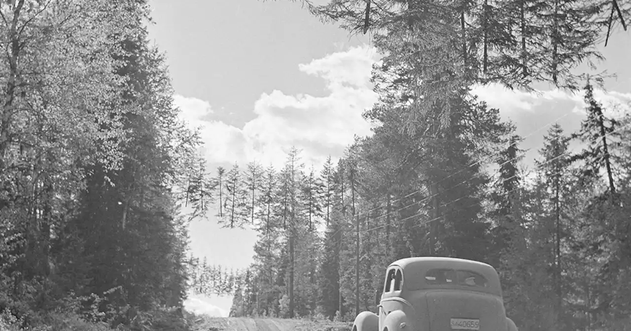 This Bizarre World War II Photo with 'Floating Trees' is Not Photoshopped