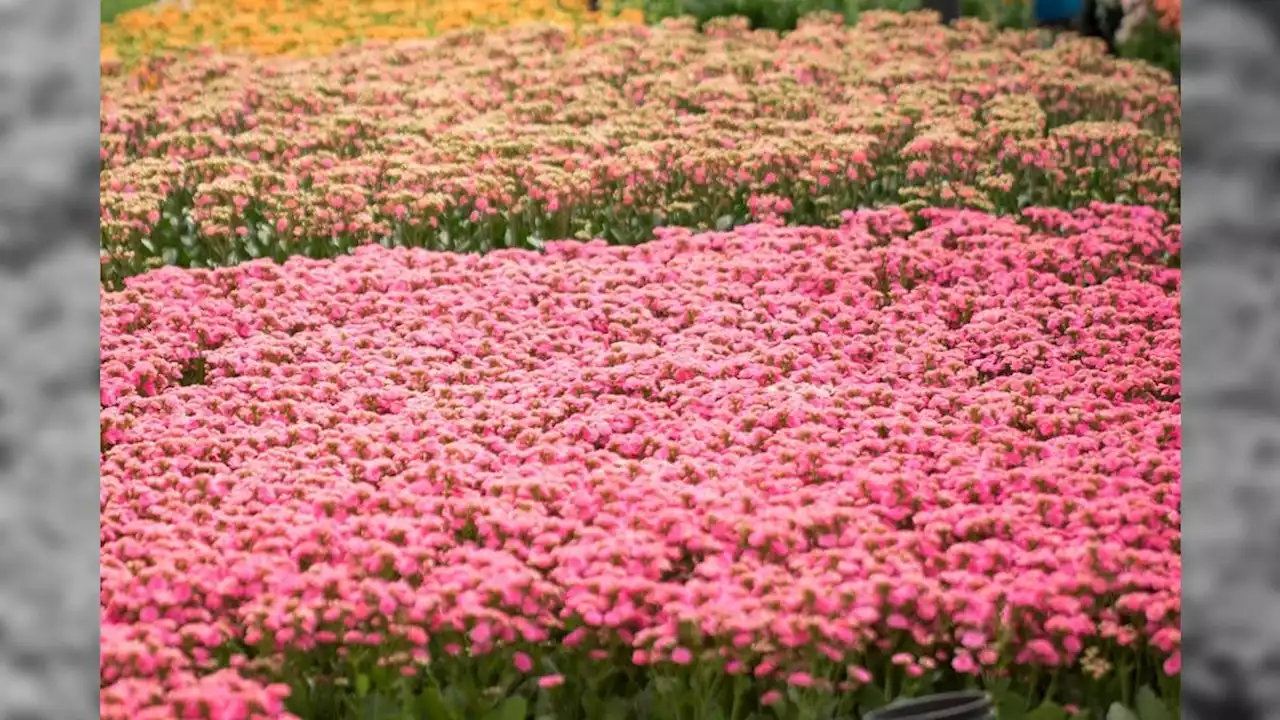 Setor de flores projeta aumento de 6% nas vendas para Dia das Mães