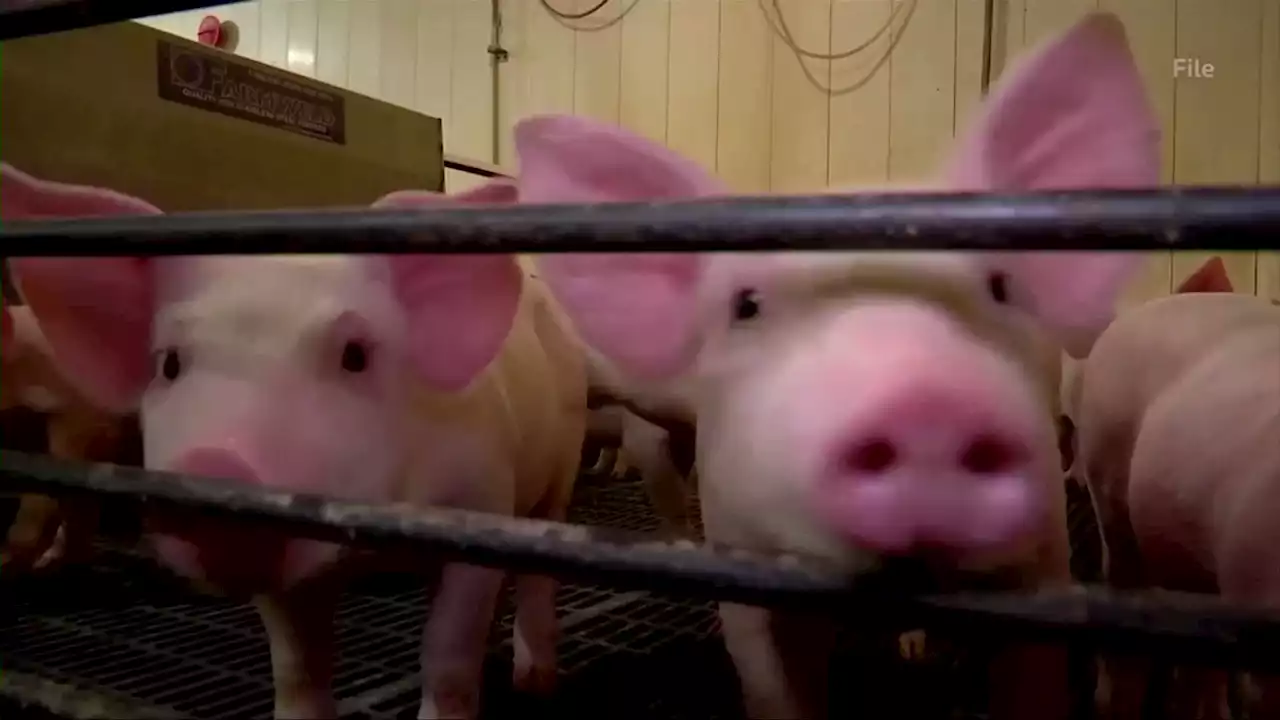 U.S. Supreme Court preserves California humane pig confinement law