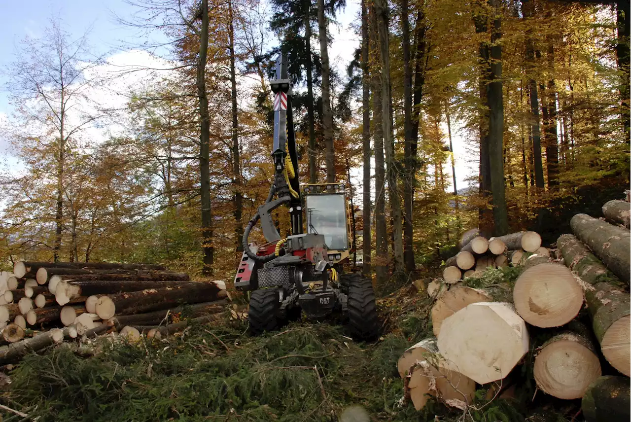 Freiburger Wald kann Holzbedarf nicht decken - Schweizer Bauer