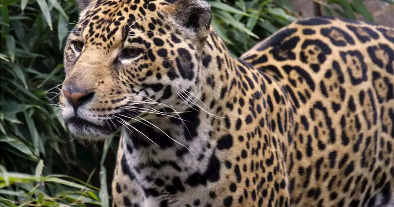 Jaguar set to live in SF Zoo is first this century