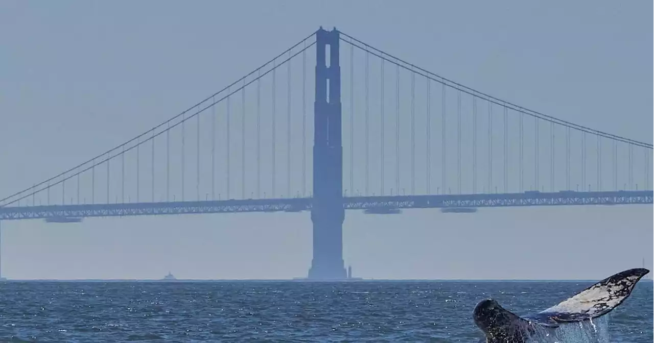 Record-setting whale found dead on Bay Area beach