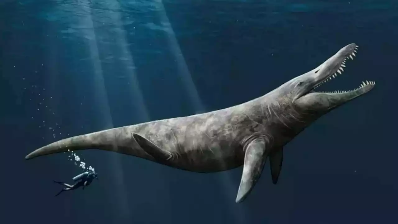 Bones of Jurassic pliosaur found in museum drawer reveal creature twice the size of killer whale that swam in seas over Oxfordshire