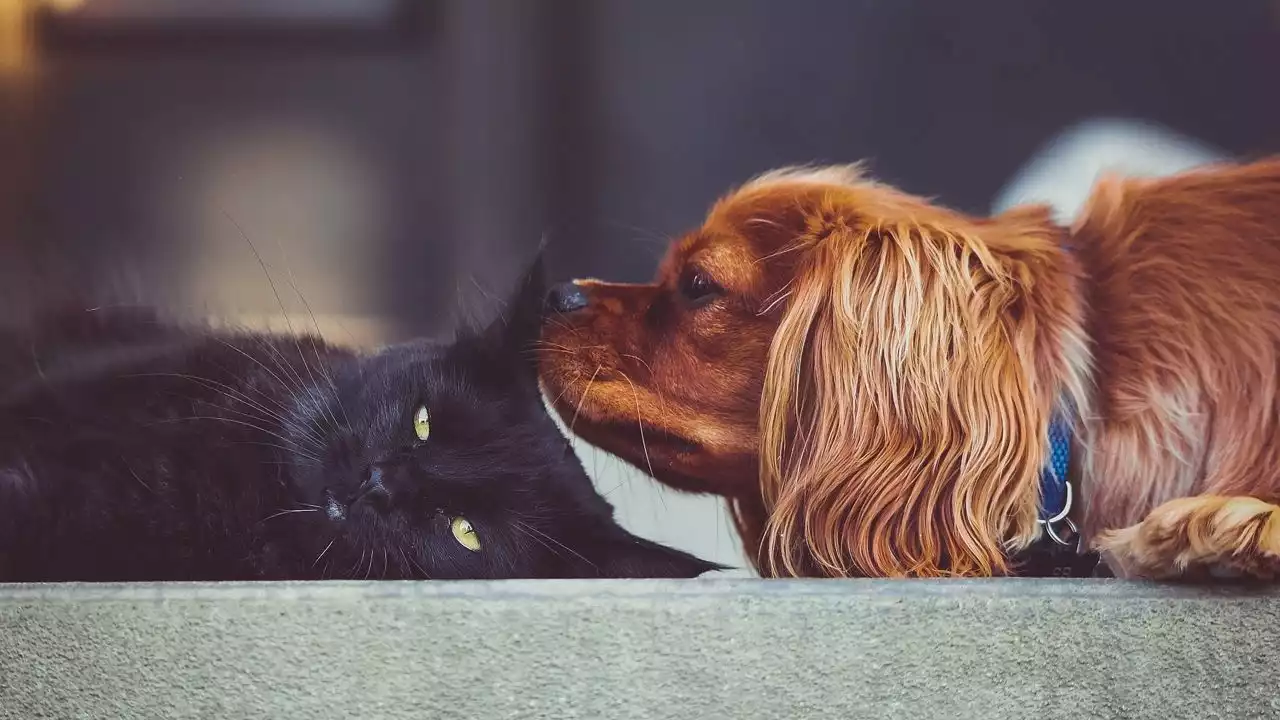 How to celebrate National Pet Month in Texas