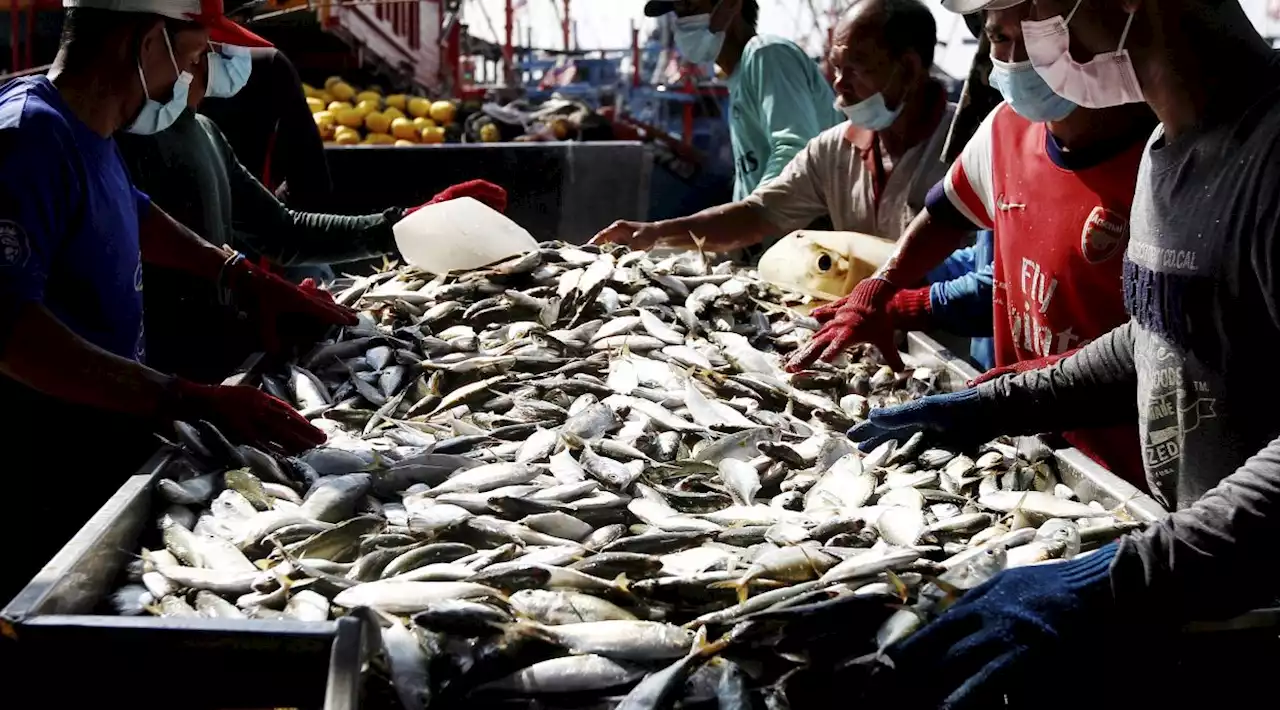 Labuan lands RM15.8mil worth of fish in 2022