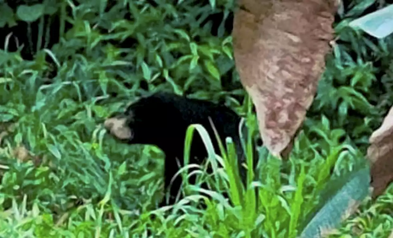 'Pet' bear breaks loose in Telupid, shot dead after attacking elderly man