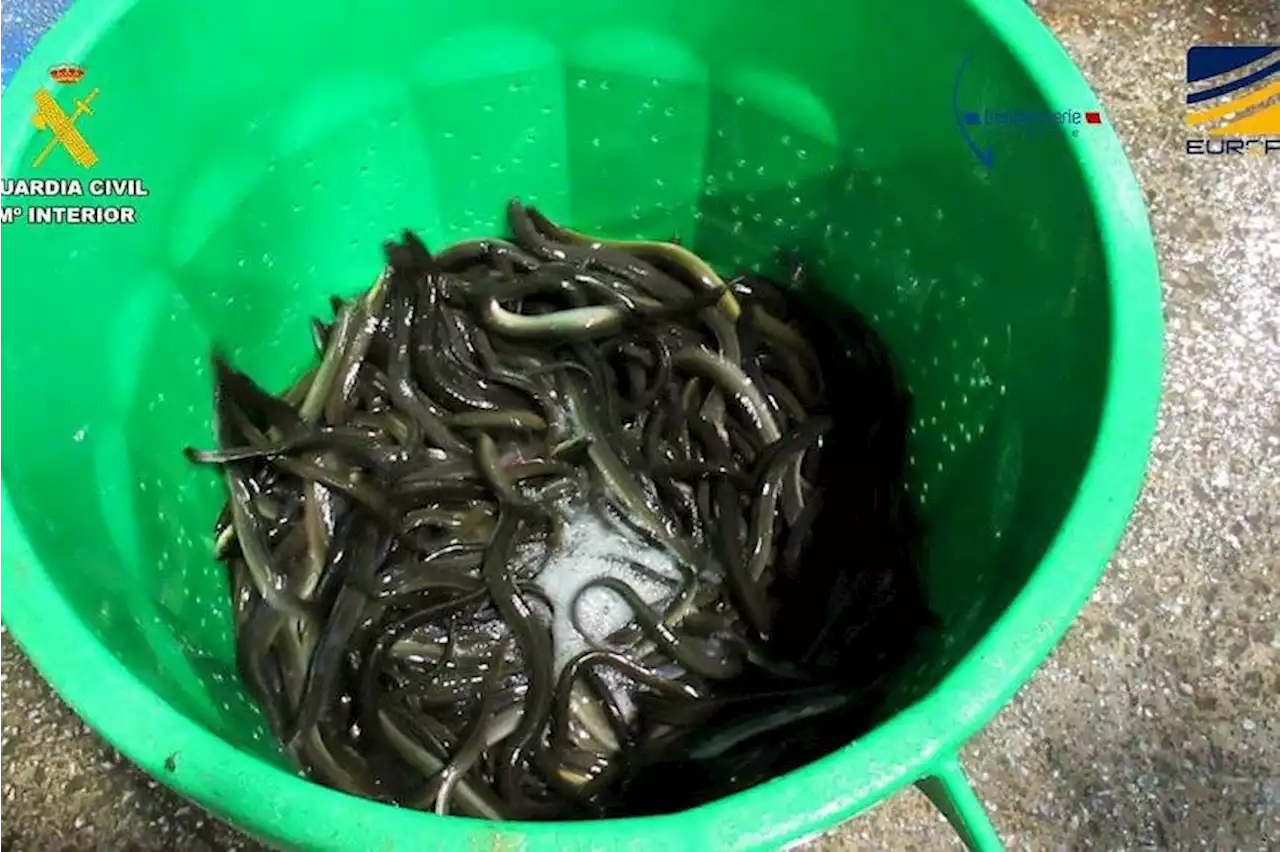 Police arrest 27 traffickers, seize 254kg of eels in crime crackdown