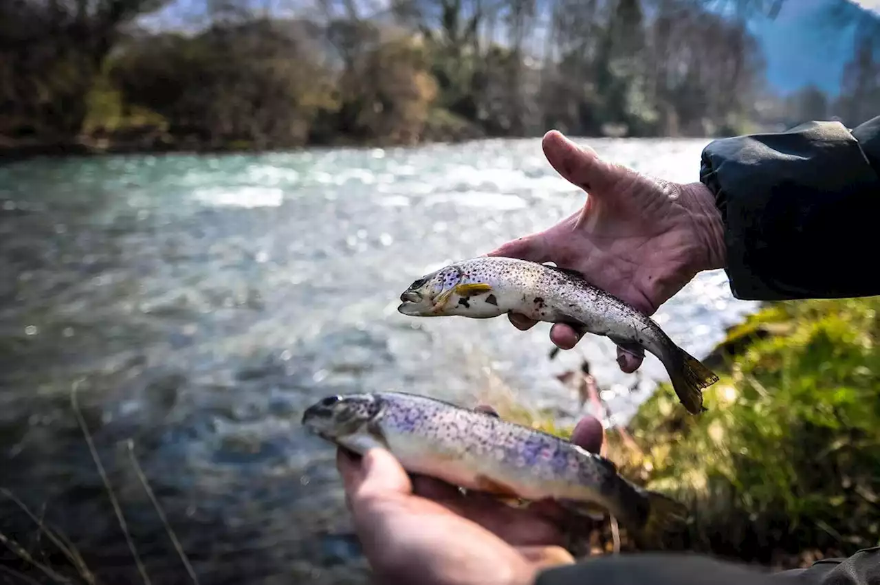 Insolite : ils lestaient leurs poissons pour tricher à la pêche, ils écopent de la prison