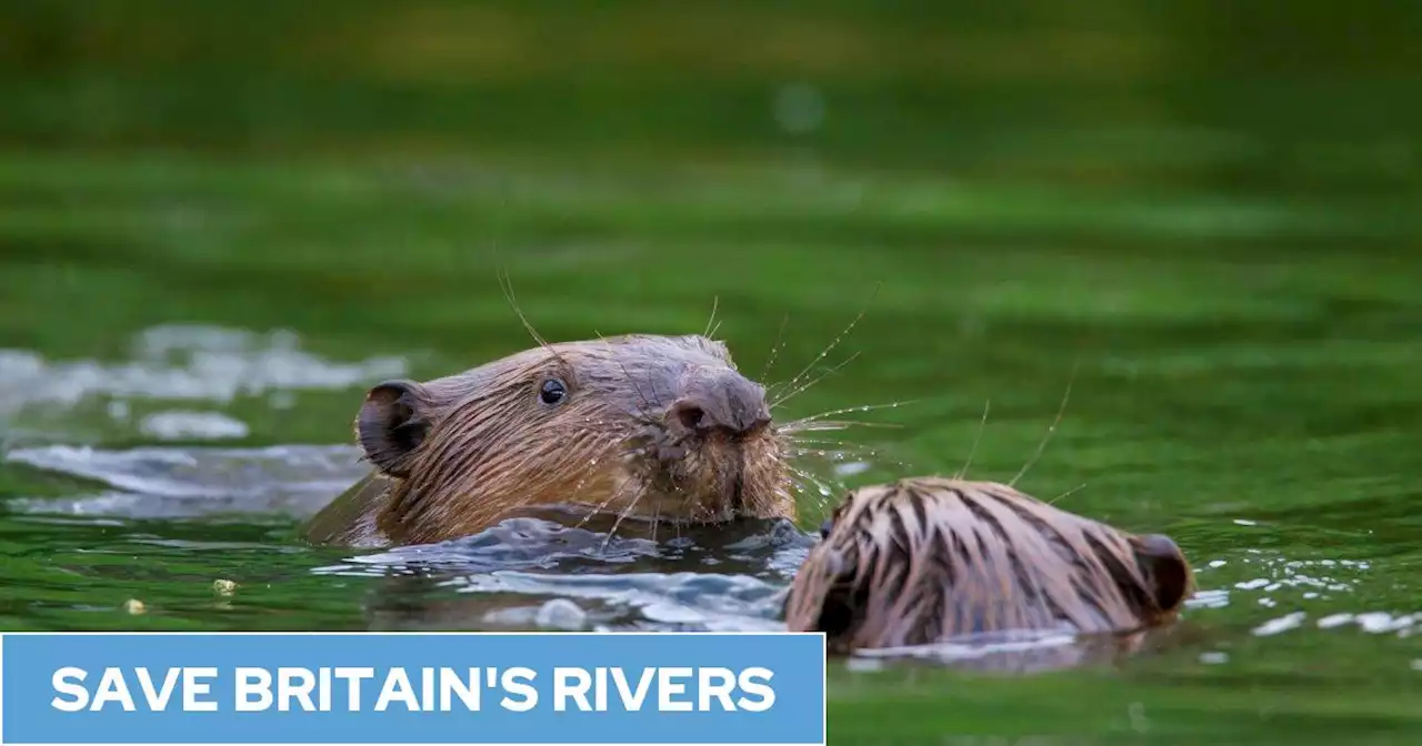 The Devon river showing how beavers can restore rivers on the cheap