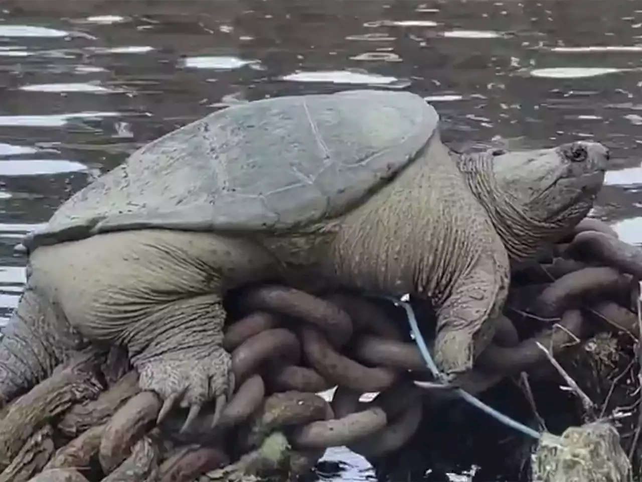 'CHONKOSAURUS': Plump Chicago snapping turtle captured on video, goes viral