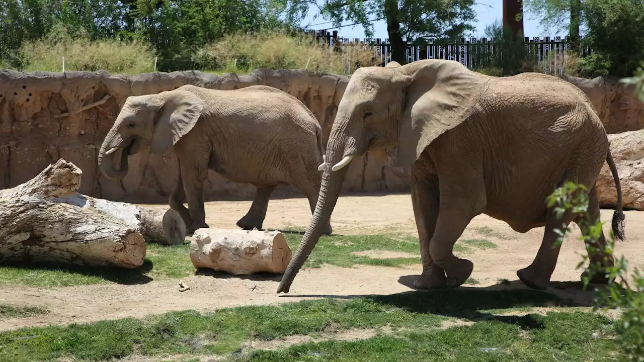 A new baby elephant expected at Tucson's zoo