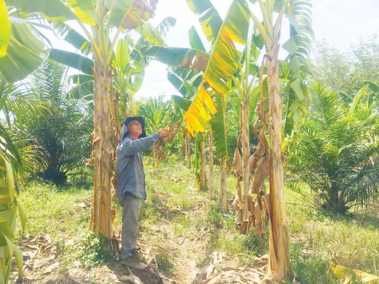 Tumbesaran pisang terbantut, petani kerugian RM100,000