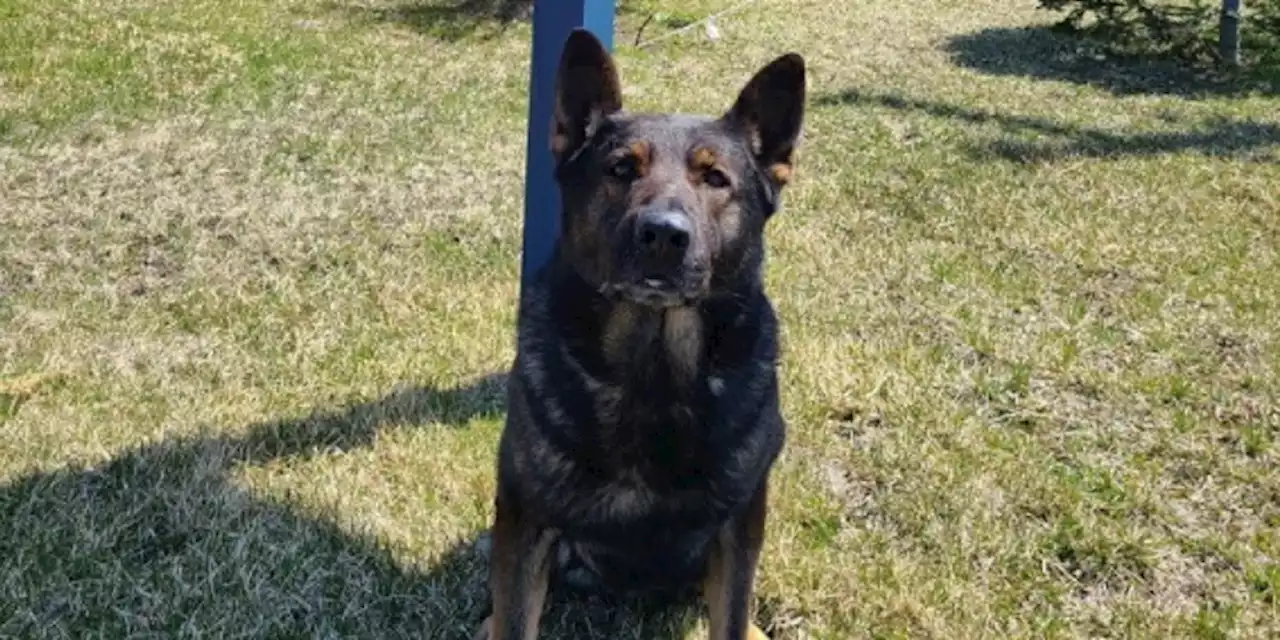 Police Service Dog Tracks Wanted Man Following Break and Enter in Grand Falls-Windsor