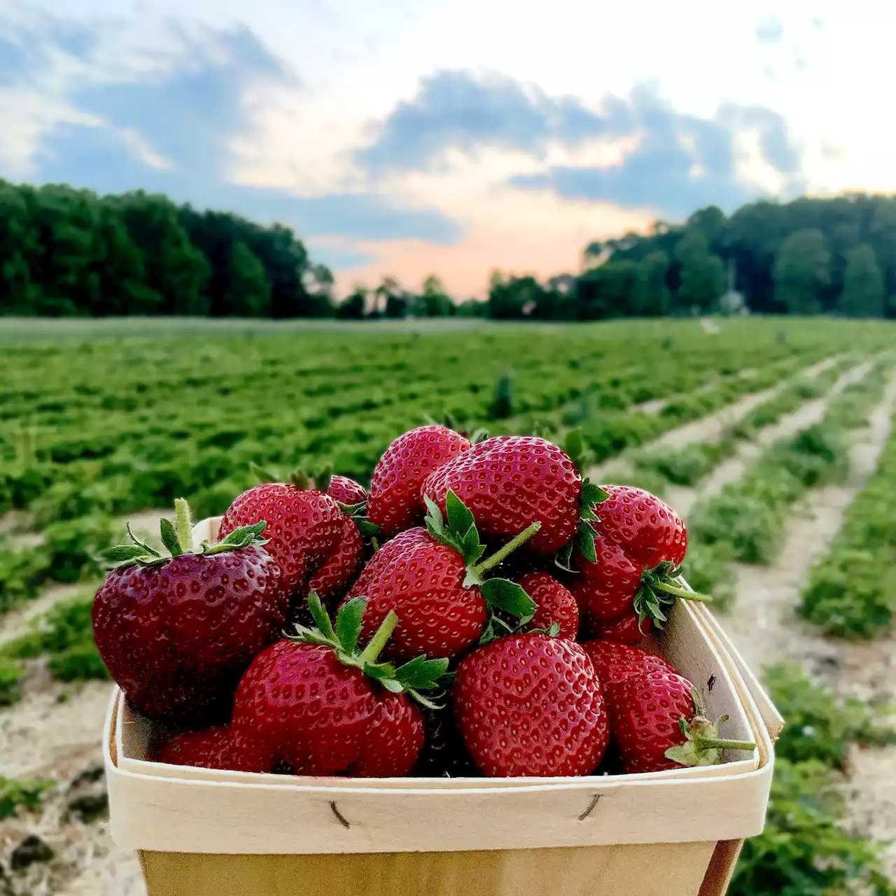 8 Places to Pick Your Own Strawberries in Maryland and Virginia