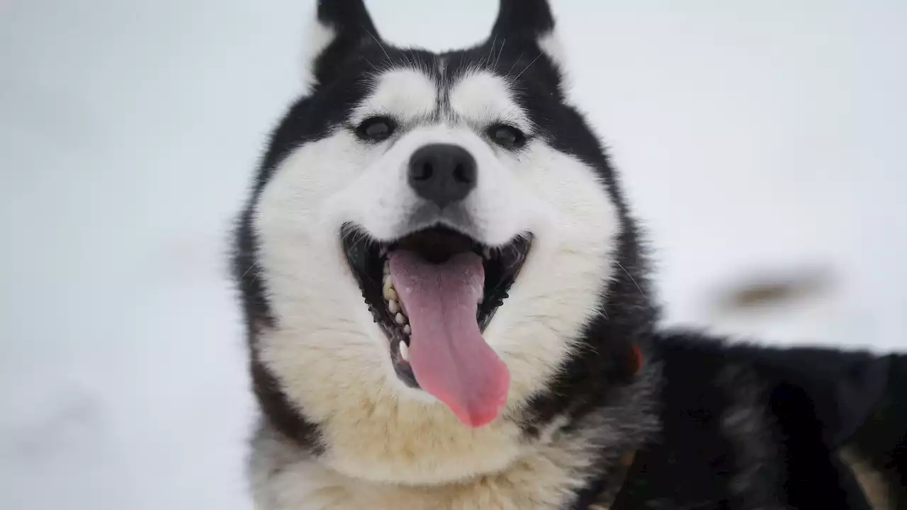 Rex, el husky siberiano con un tumor enorme al que TikTok ha salvado la vida