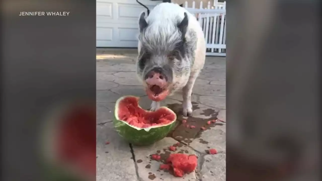 Oxnard allows woman to bring back pet pigs as emotional-support animals