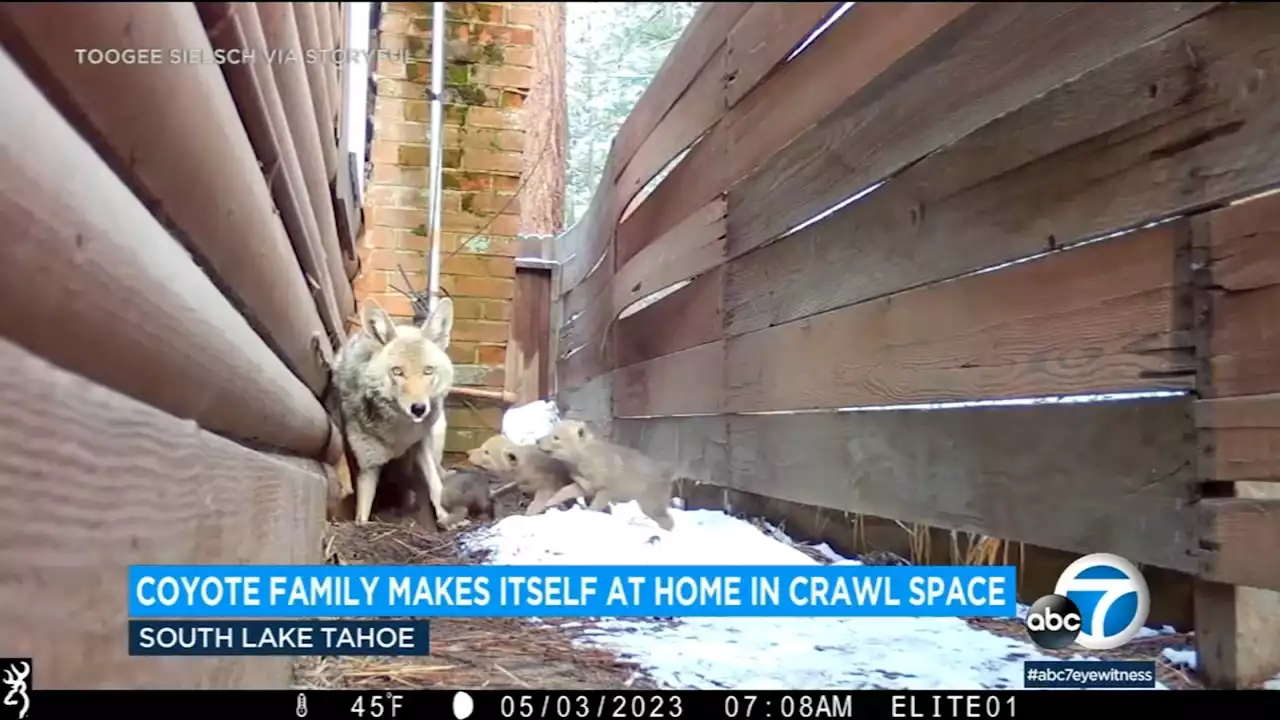 Coyote mom, litter of pups make den under Lake Tahoe home