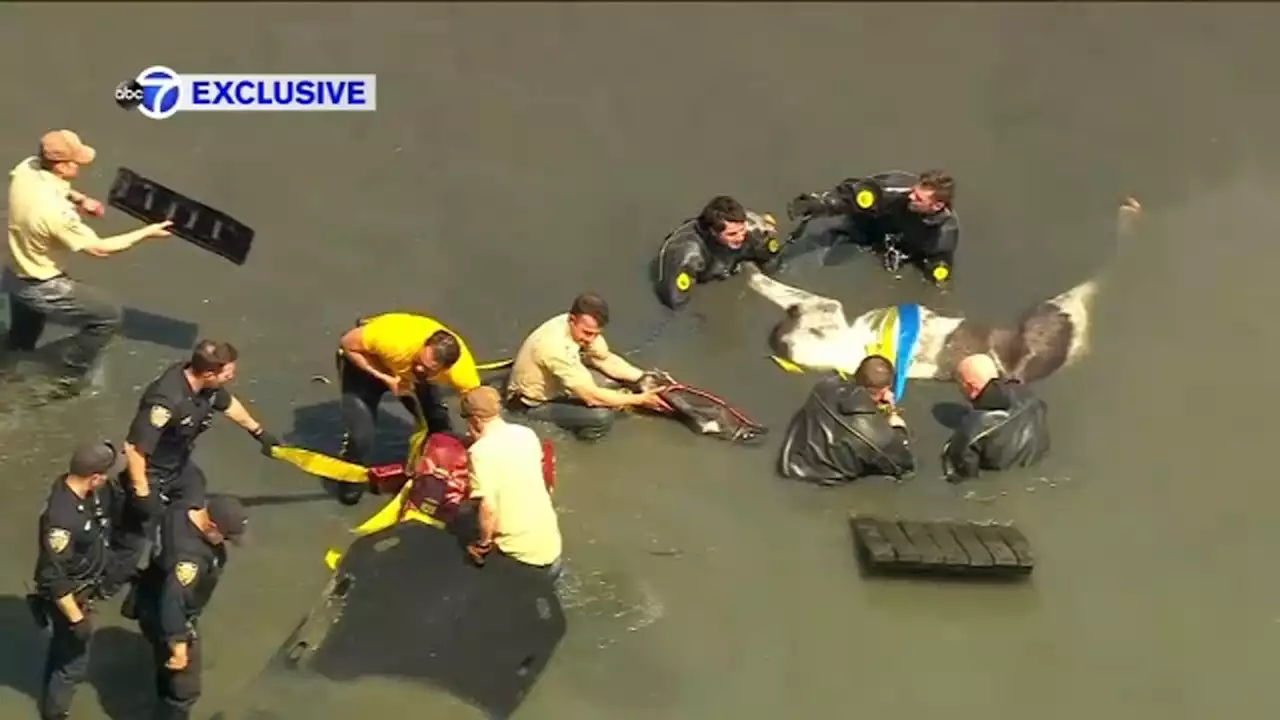 Exclusive video: Rescuers save 17-year-old horse from drowning at Orchard Beach in the Bronx