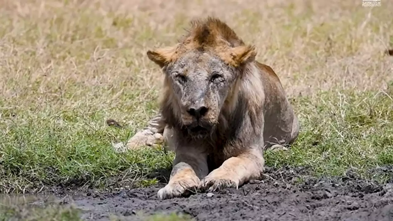 'Legendary' lion Loonkito, one of the world's oldest, speared by herders in Kenya