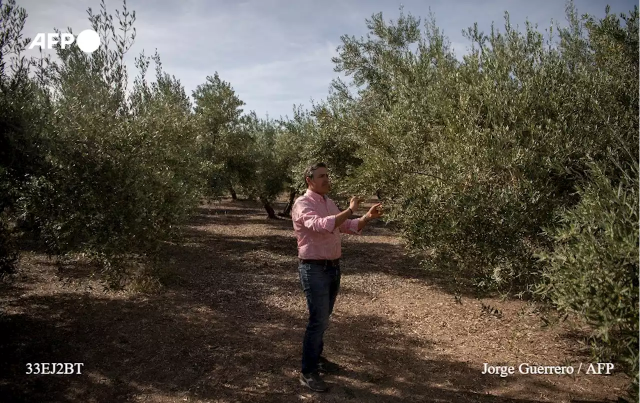 Avec la sécheresse, la crainte d'une nouvelle 'année noire' pour l'olive espagnole