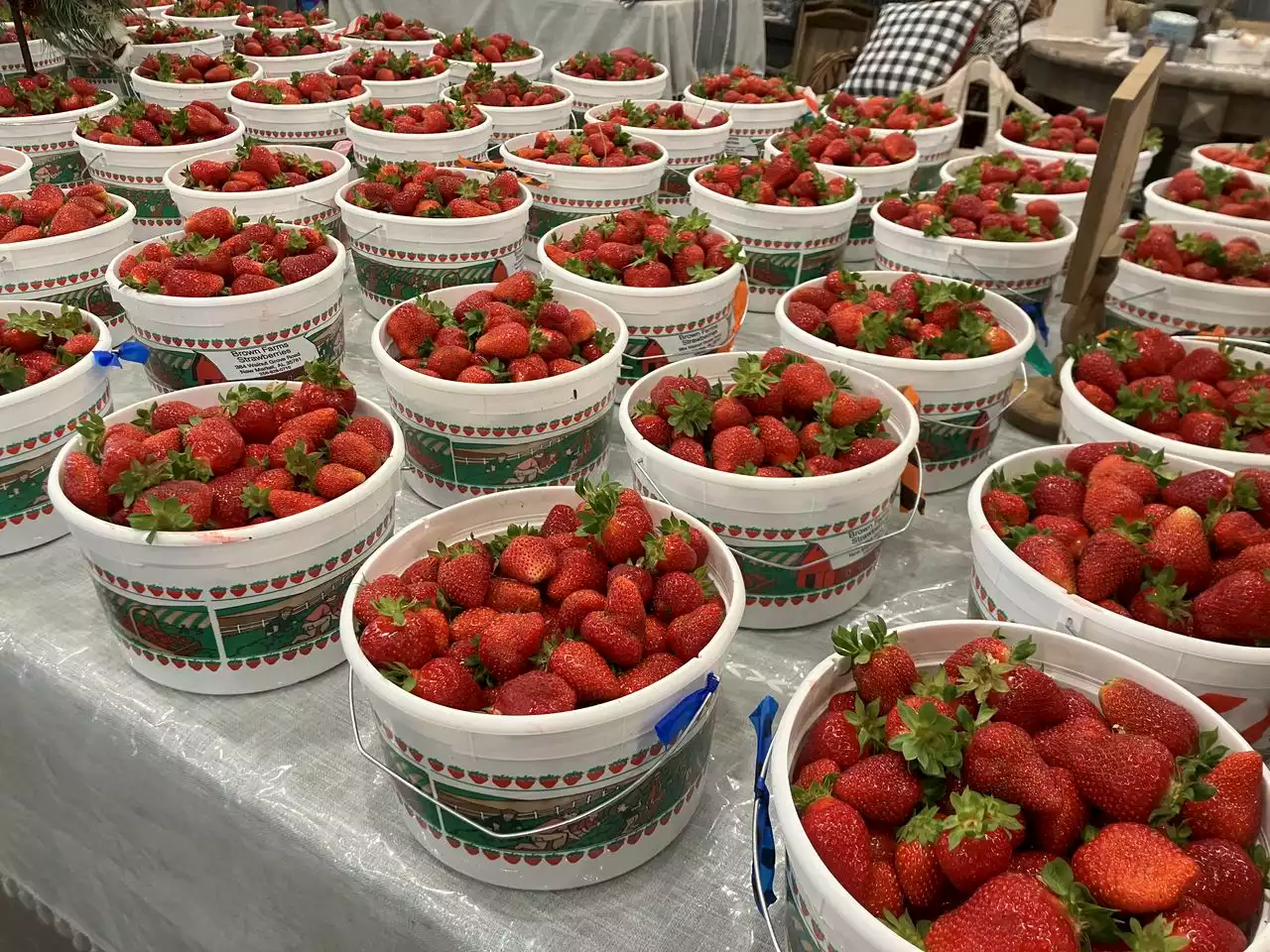 North Alabama’s strawberries are back after a costly early spring freeze