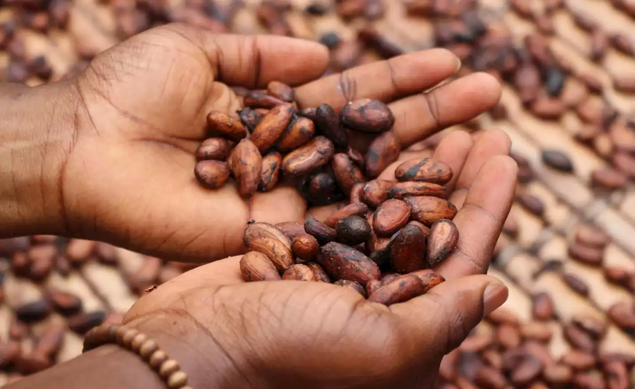 Ghana: Cocoa Farmers Suffer Falling Incomes as Chocolate Makers Reap Profits, Says Oxfam