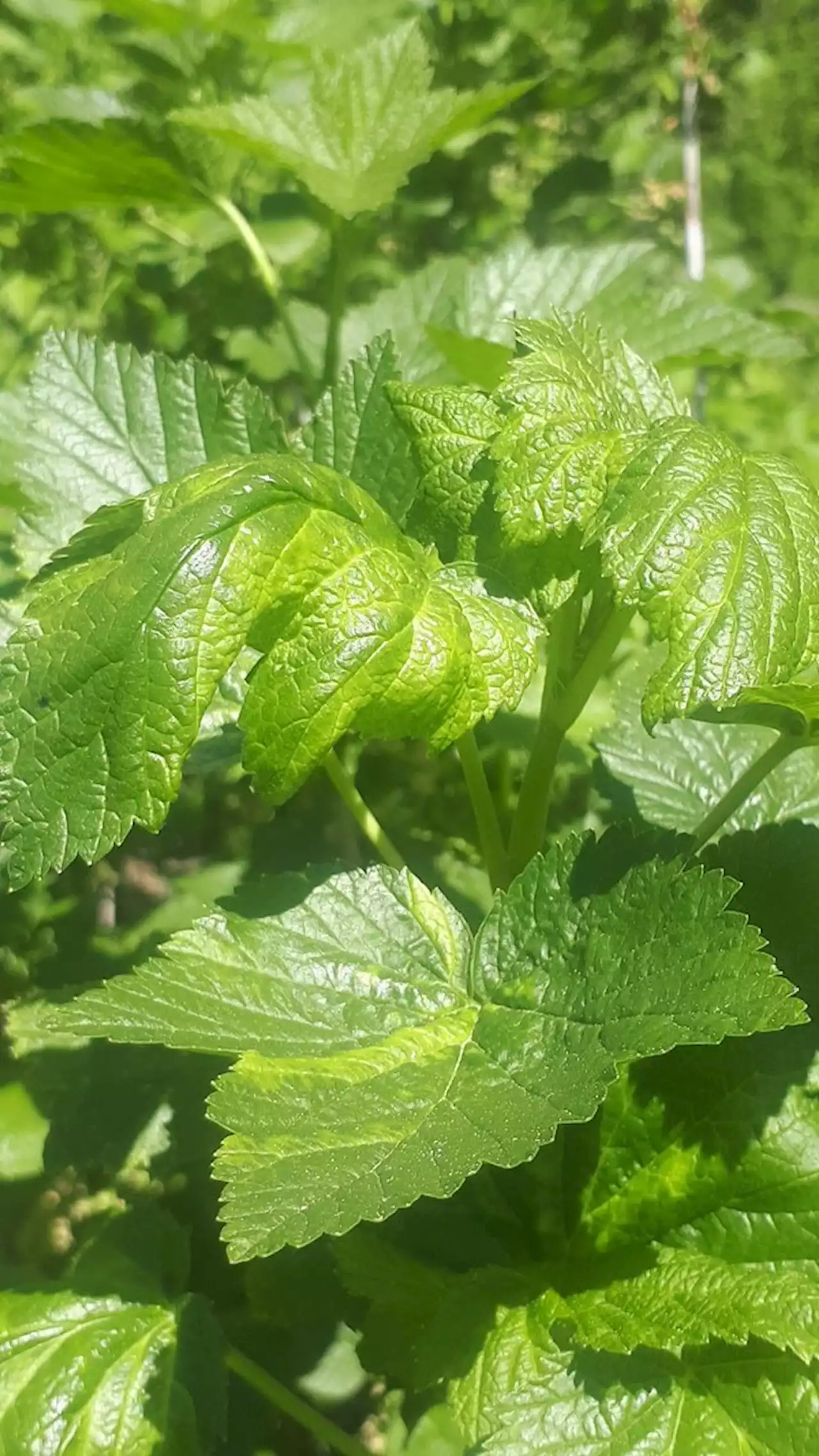 Blattläuse in den Beeren – die Vegetationsfläche muss jetzt geschützt werden - bauernzeitung.ch