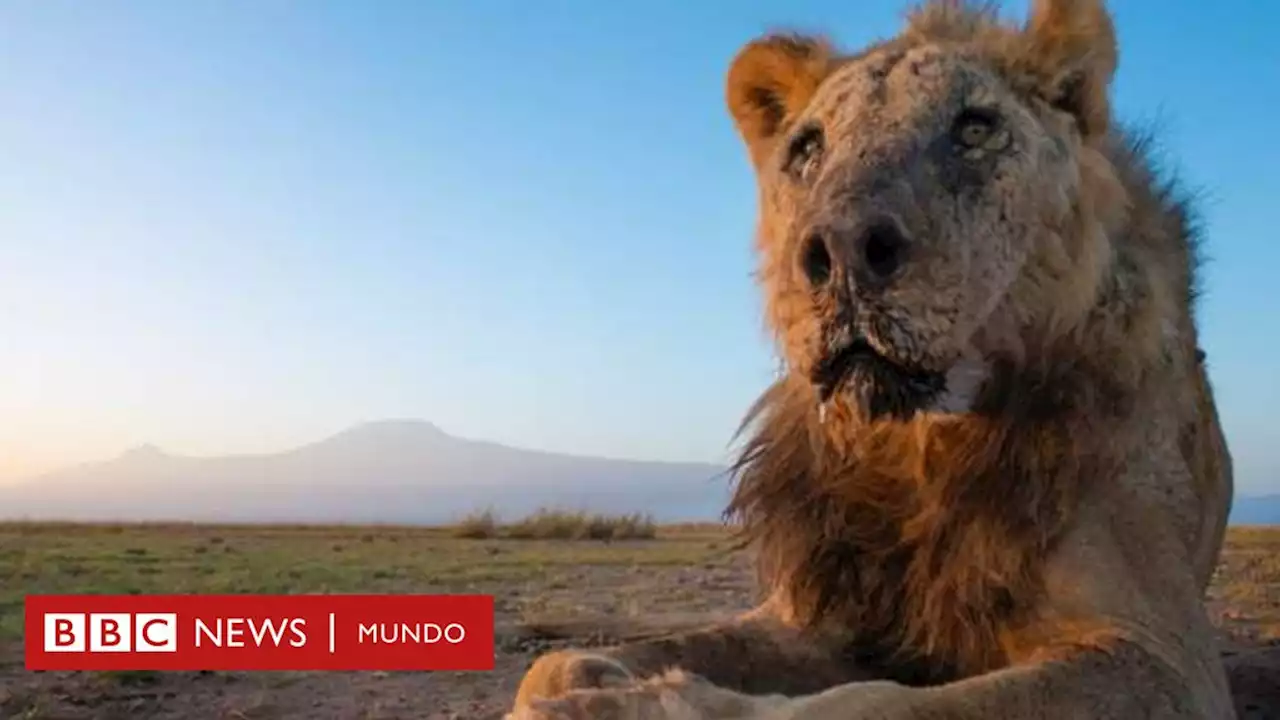 Matan con lanzas a Loonkiito, el león en libertad considerado como uno de los más viejos del mundo - BBC News Mundo