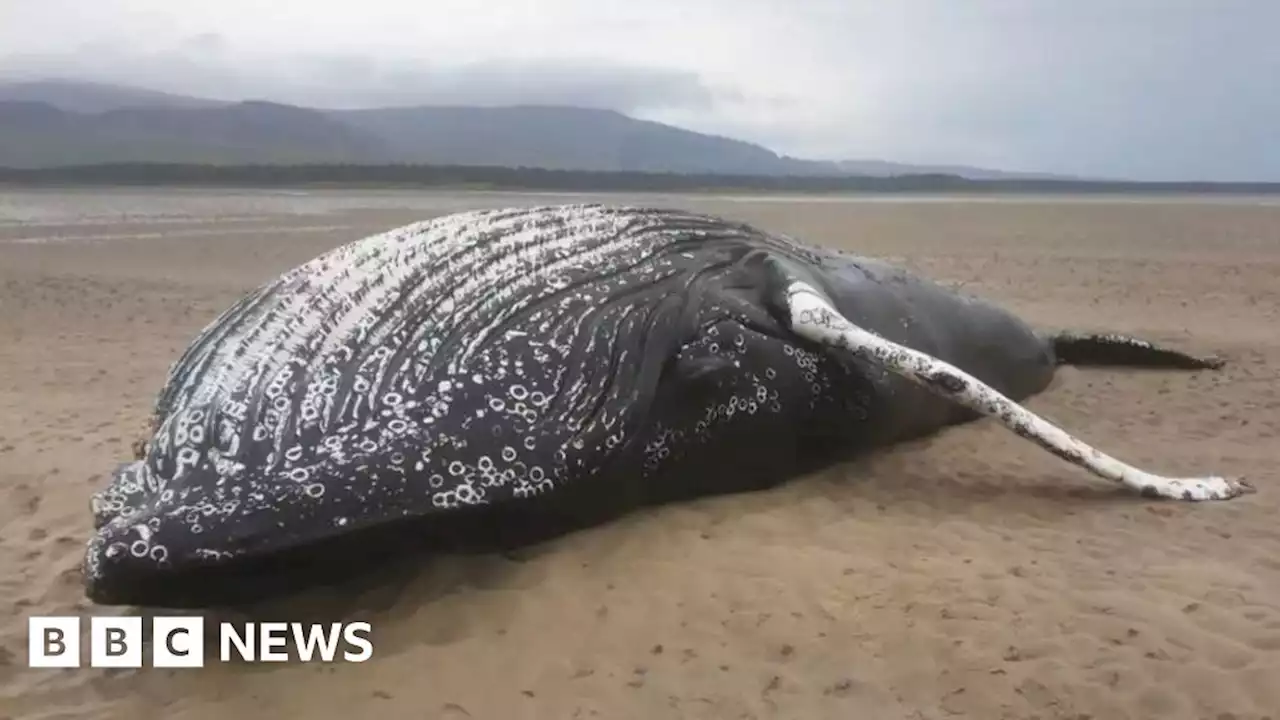 Loch Fleet humpback whale caught in fishing gear before death