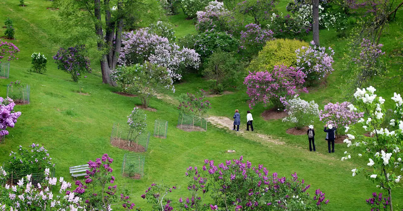 This garden near Toronto is about to be full of blossoming lilacs