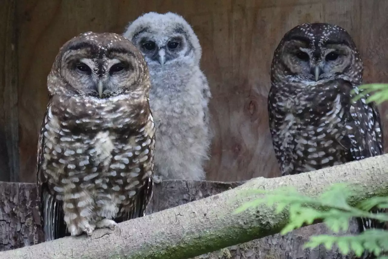 Two endangered spotted owls found dead in B.C.