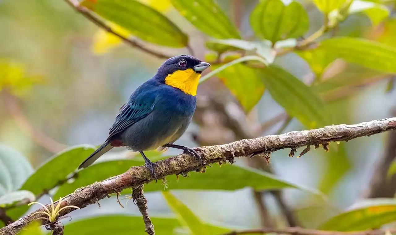 Colombia, líder mundial en aves, lista para una nueva jornada del “Global Big Day”