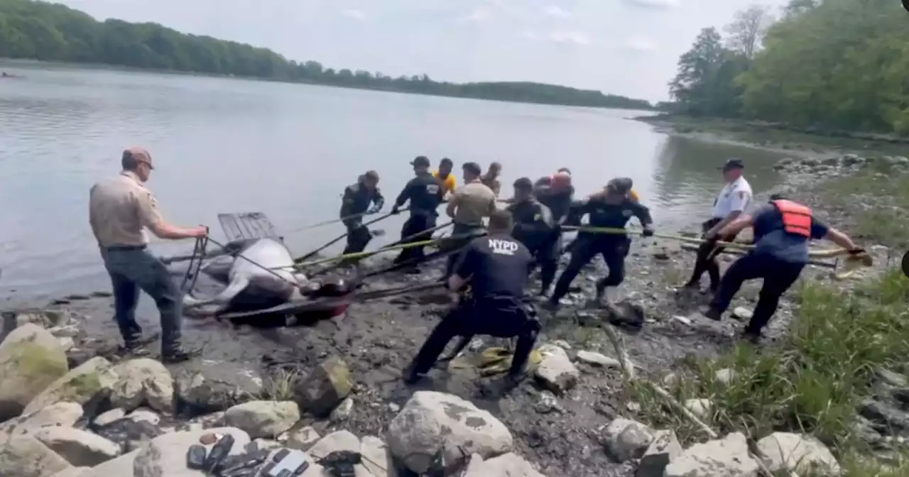 NYPD doesn't horse around rescuing muddy equine from Bronx beach