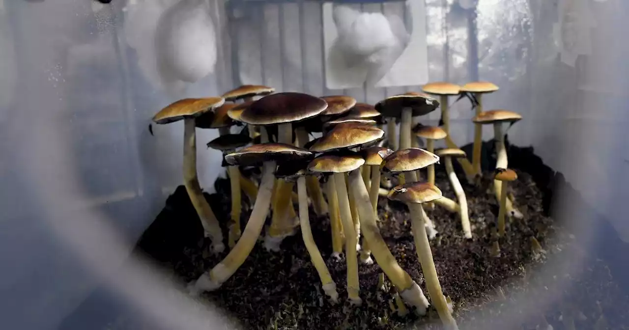 As Illinois explores psilocybin bill, Evanston blocks local proposal